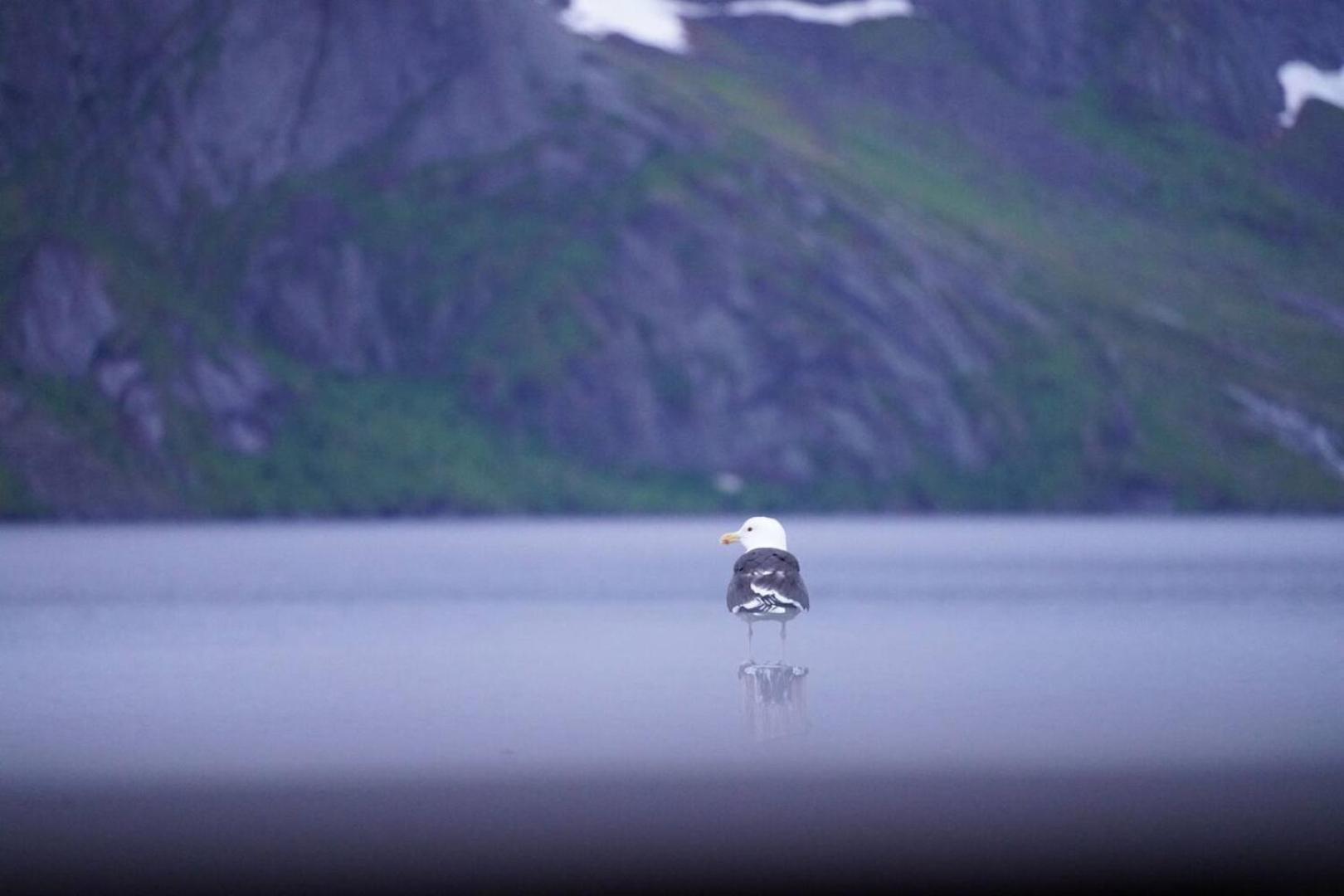 Lofoten Panoramic Luxury Home With Sauna Moskenes Zewnętrze zdjęcie